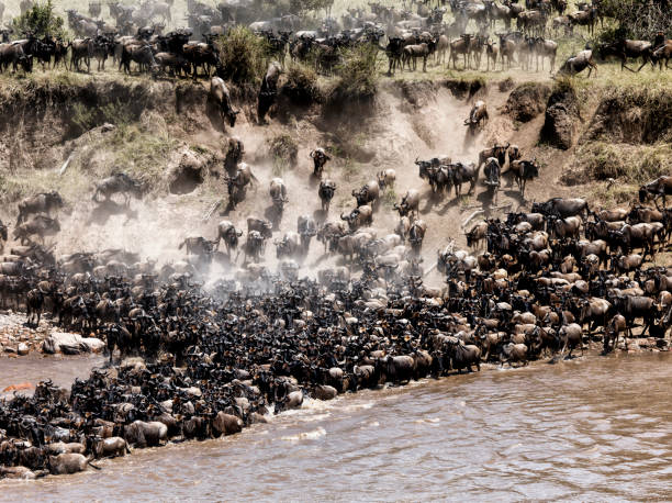 Serengeti
